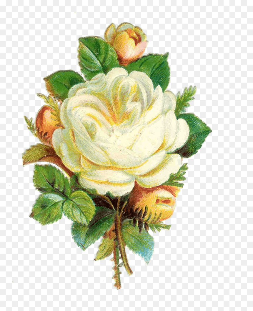 Download Hd Rosebud Cliparts Frame - Garden Roses, HD Png Download - rose bud png