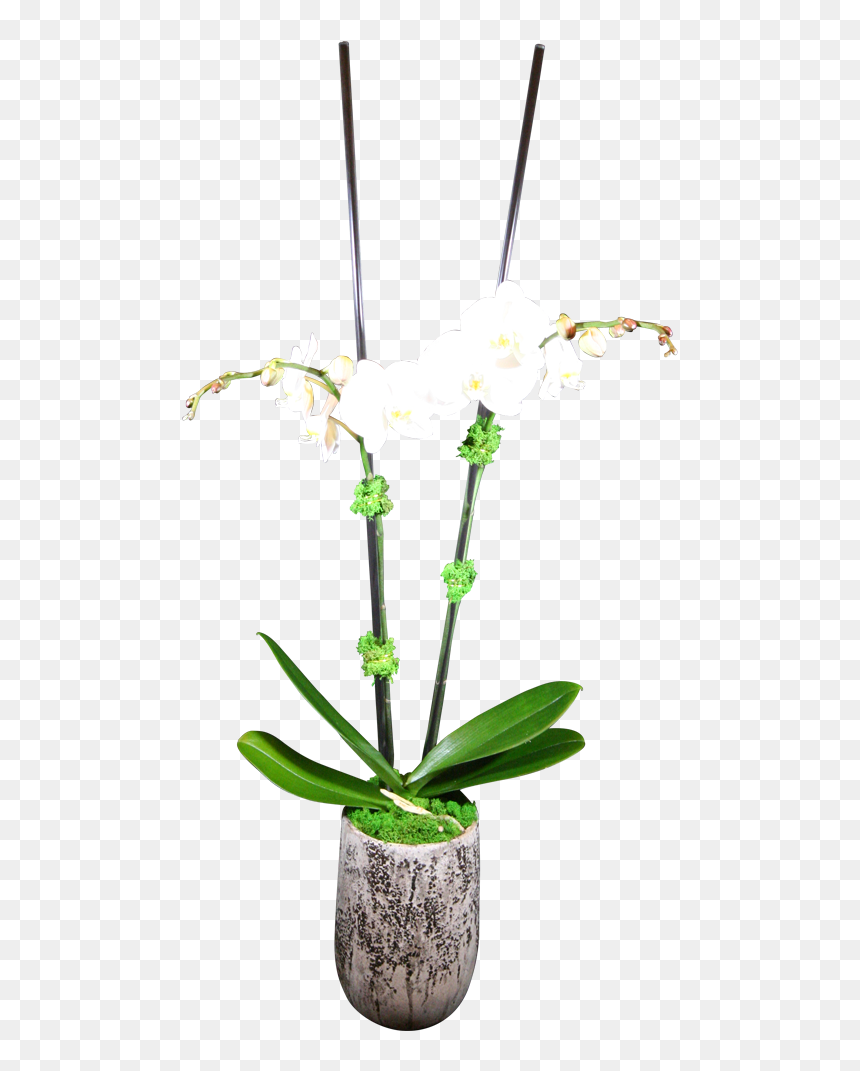 Double-stem Phaelanopsis Orchid - Lily Of The Valley, HD Png Download - orchids png