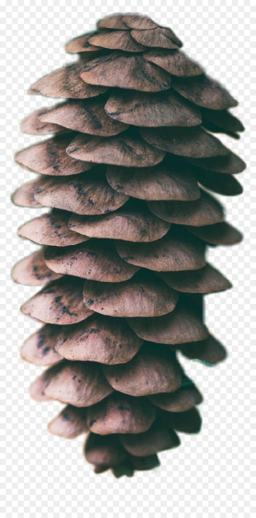 Spruce, HD Png Download - pinecone png