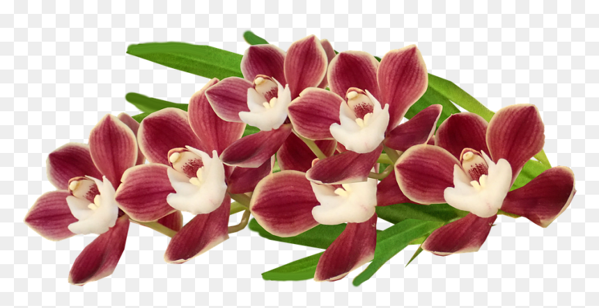 Cooktown Orchid, HD Png Download - orchids png