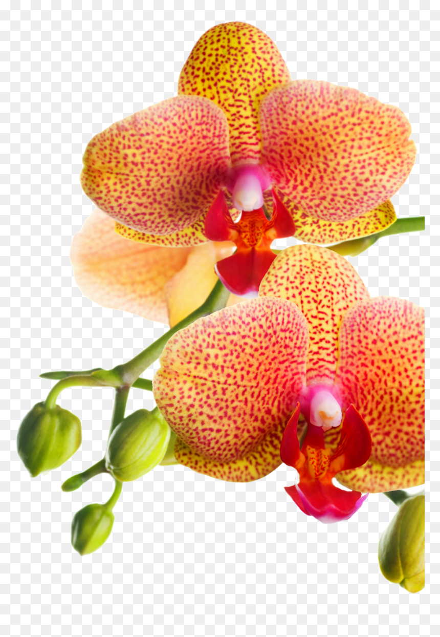 Png Клипарт "beautiful Orchids Flower - Orchids, Transparent Png - orchids png