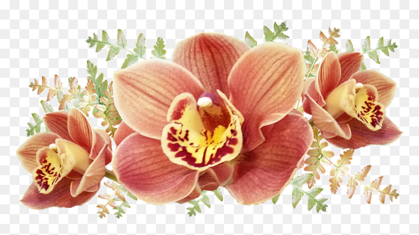 Orchids Of The Philippines, HD Png Download - orchids png
