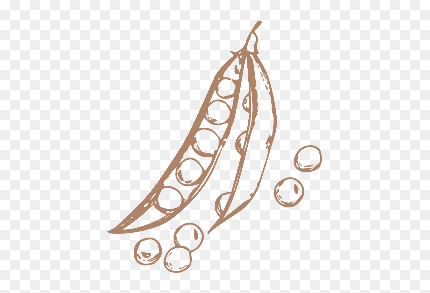 Sweet-pea - Illustration, HD Png Download - pea png