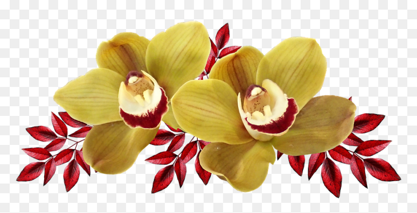 Flores Exoticas Png, Transparent Png - orchids png