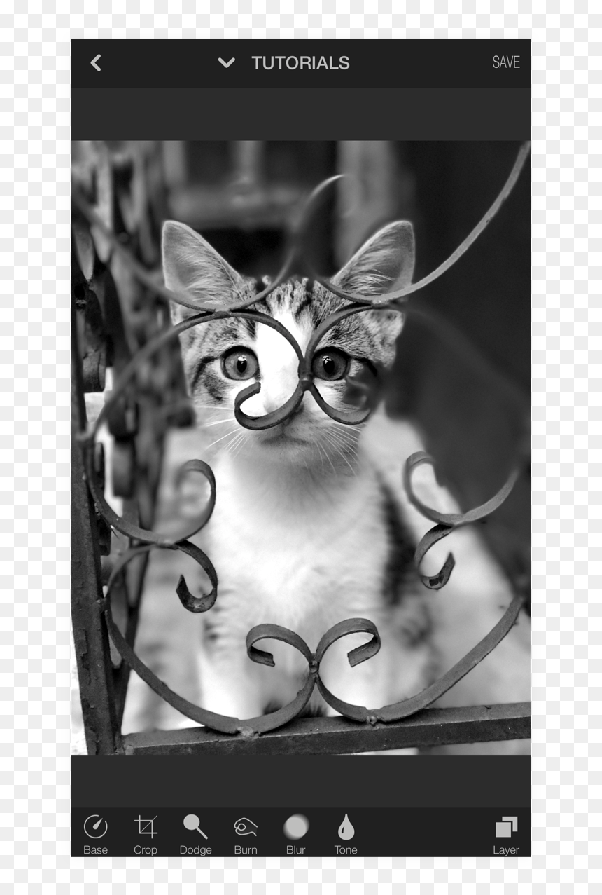 Domestic Short-haired Cat, HD Png Download - face blur png