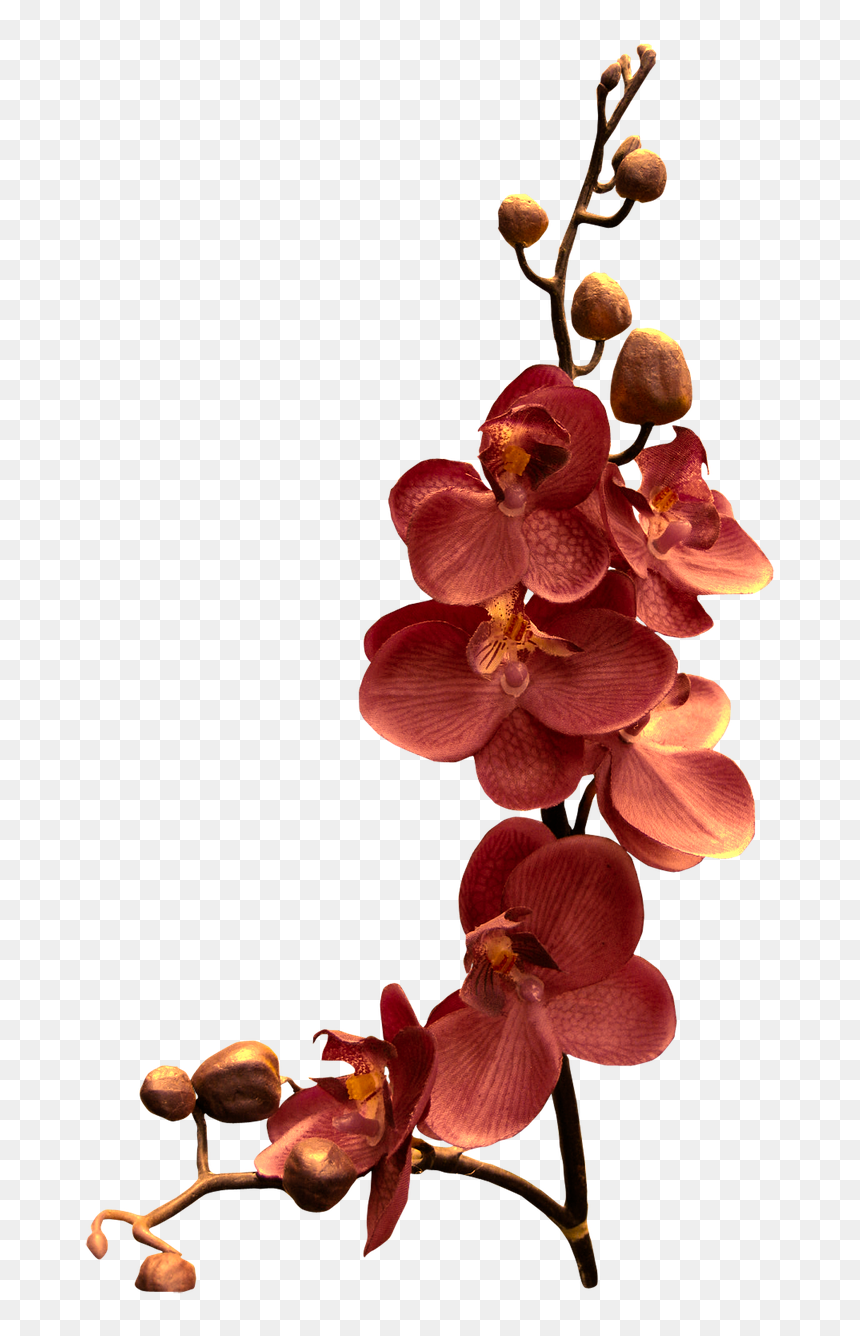 Pink Orchid Flower, HD Png Download - orchids png