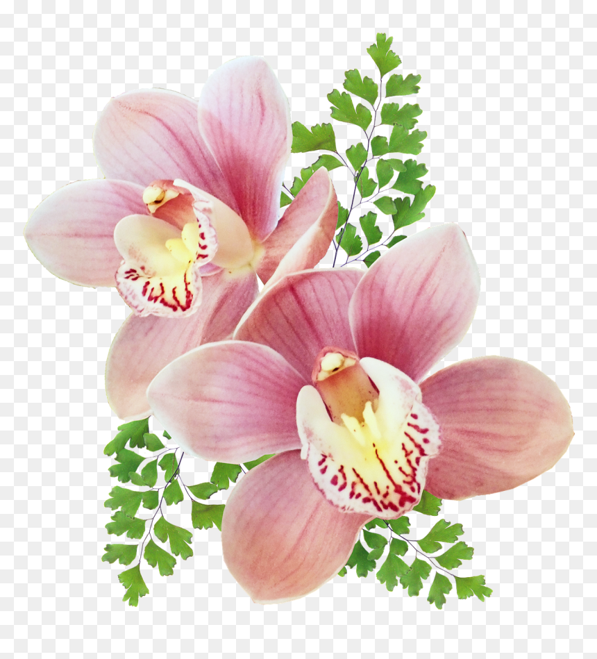 Orchids Of The Philippines, HD Png Download - orchids png