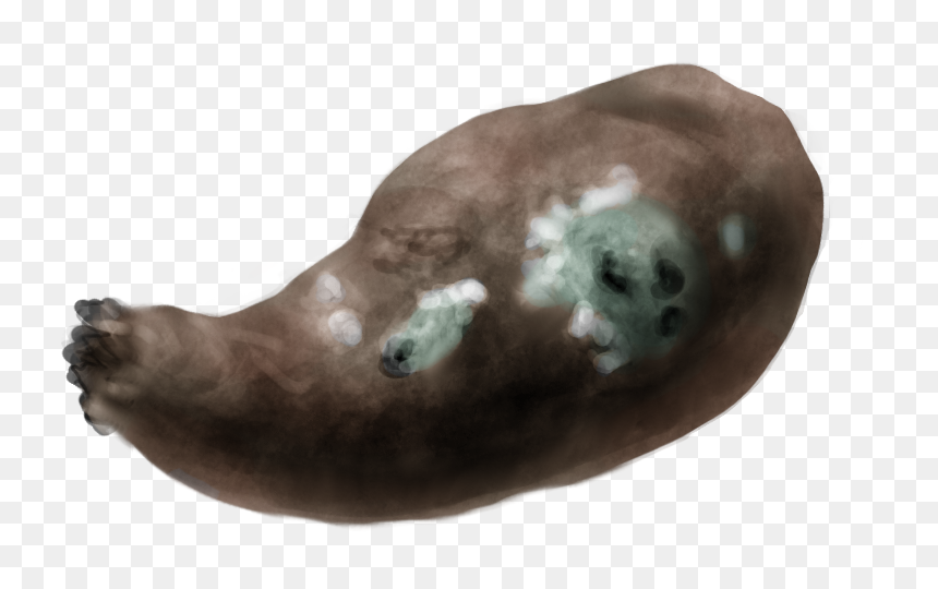 Transparent Yam Png - Marine Mammal, Png Download - yam png