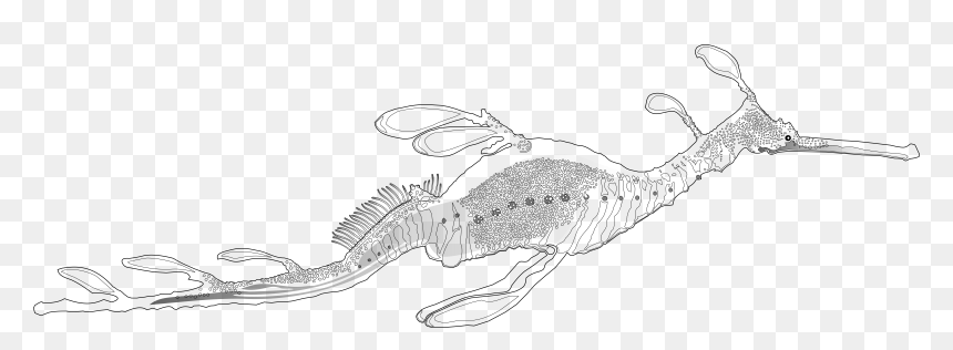Weedy Sea Dragon Phyllopteryx Taeniolatus, Black White - Line Art, HD Png Download - dragon transparent png