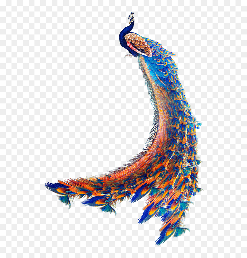 Peacock Wallpaper Png, Transparent Png - peacock png hd