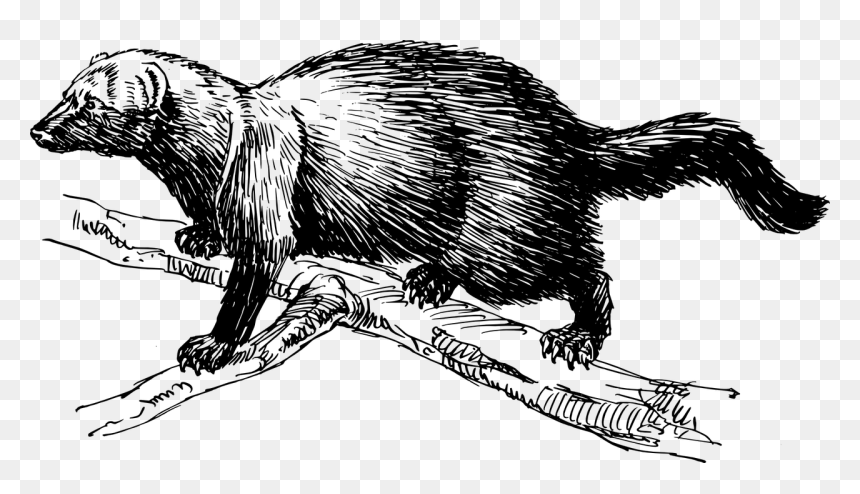Fisher Animal Clip Art, HD Png Download - climbing png