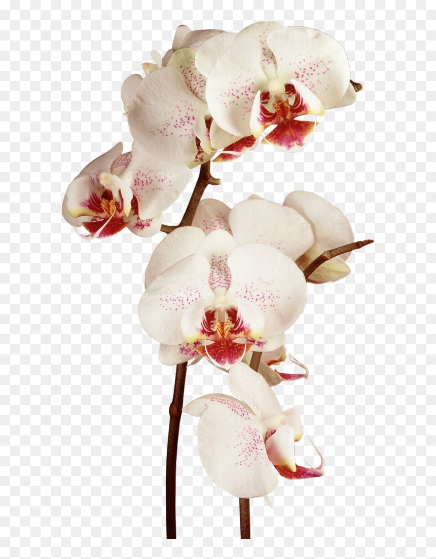 Watercolor Orchids Flower, HD Png Download - orchids png
