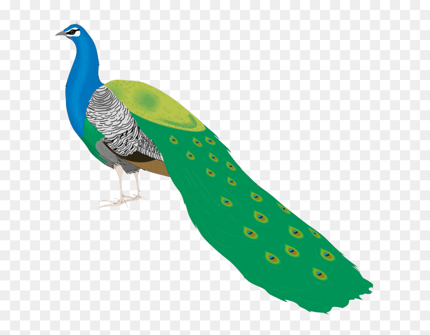 Peacock Png Free Pic - P Peacock, Transparent Png - peacock png hd