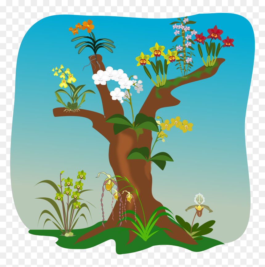 Orchids - Orchids On Trees Clipart, HD Png Download - orchids png