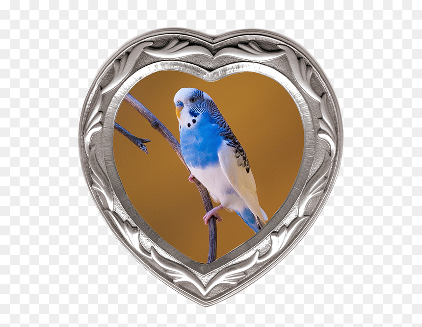 Transparent Heart Shaped Frame Png - Pappagallini Cocorita, Png Download - heart shaped frame png