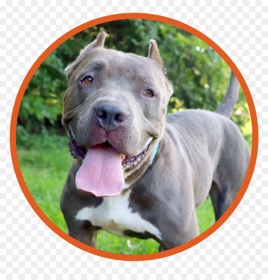 Godrick Is A Beautiful 4 Year Old Pit Bull - Pit Bull, HD Png Download - pit bull png