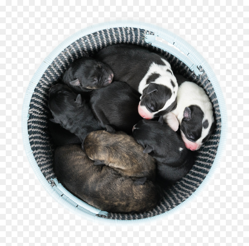 Teoria Del Color Michel Chevreul, HD Png Download - pit bull png