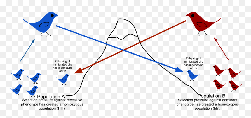 Gene Flow Final - Natural Selection Of Narwhals, HD Png Download - flow png