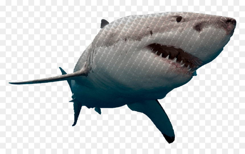 Great White Shark Png, Transparent Png - shark tank logo png