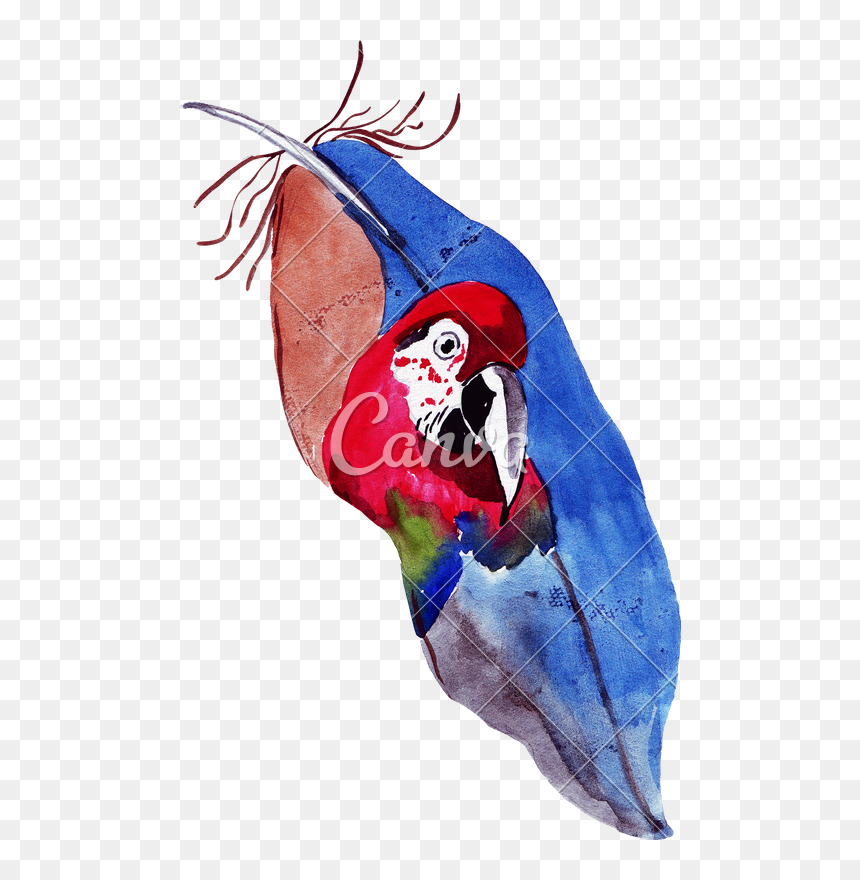 Drawing Feather Sketch - Macaw, HD Png Download - bansuri with peacock feather png
