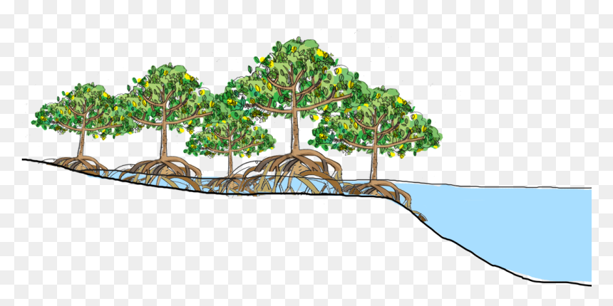 Cbemr A Successful Method - Mangrove Forest Png, Transparent Png - destroyed city png