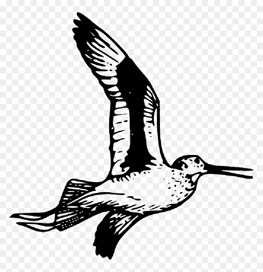 Feather, Bird, Wing, Fly, Animal, Tail, Beak, Wings - Willet Drawing, HD Png Download - feelsbadman.png