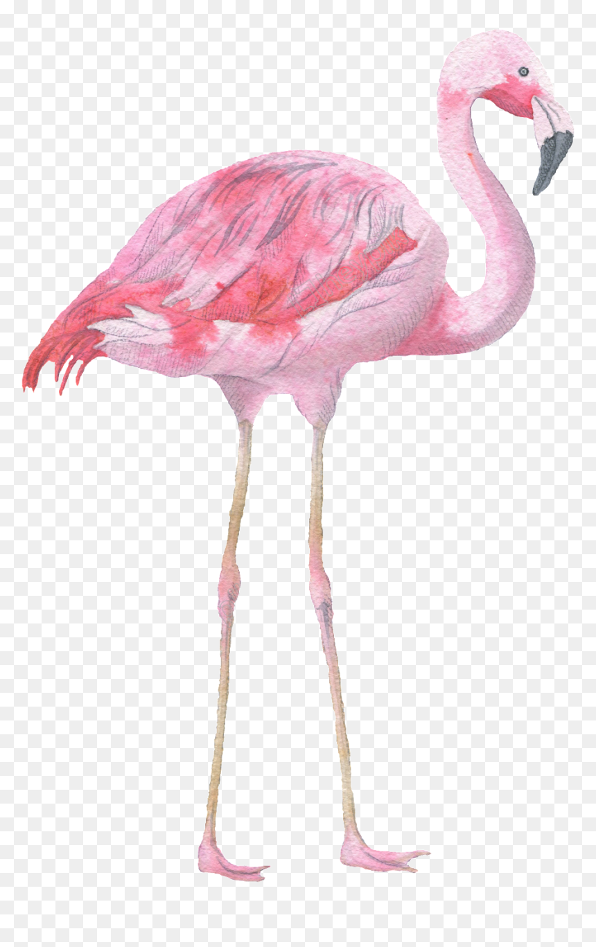 Pink Flamingo Watercolor Transparent Decorative Pattern - Watercolour Flamingo, HD Png Download - pink divider png