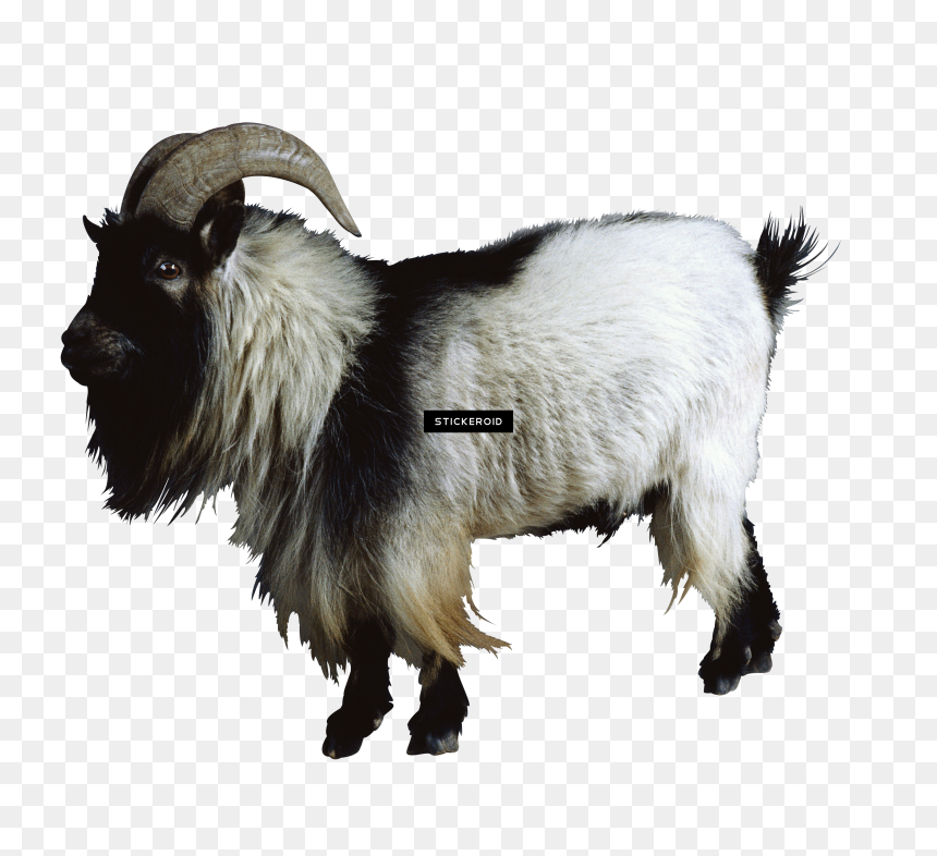Drawing Goats Side View - Mountain Goats Transparent Background, HD Png Download - bakra png