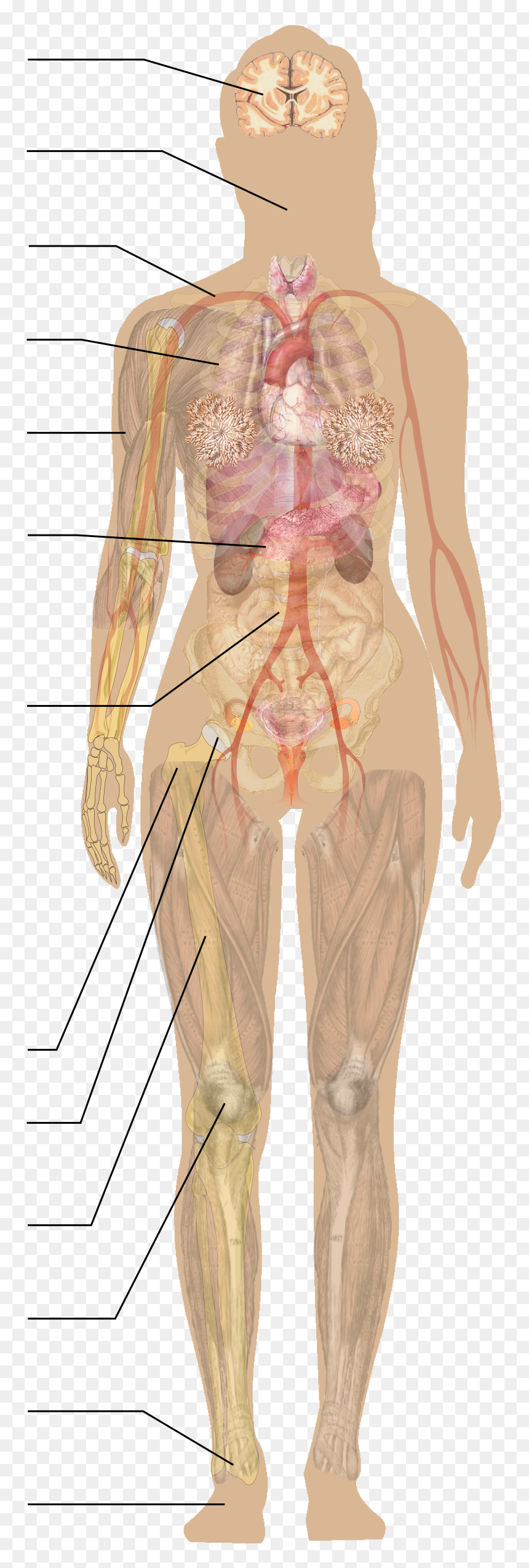 Human Diagram Without Labels, HD Png Download - vhv