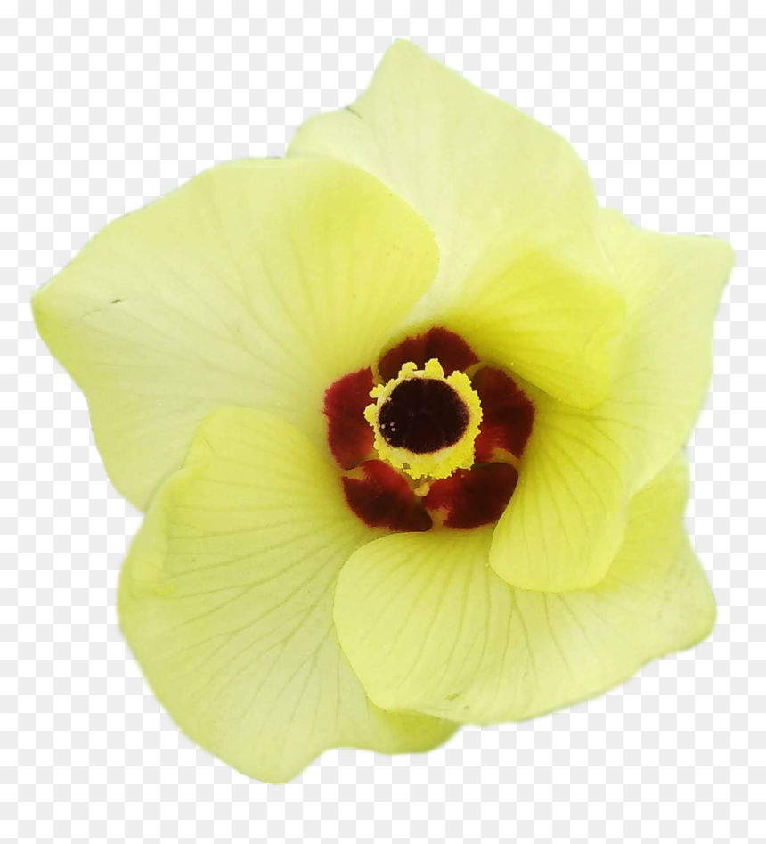 Artificial Flower, HD Png Download - lady finger png