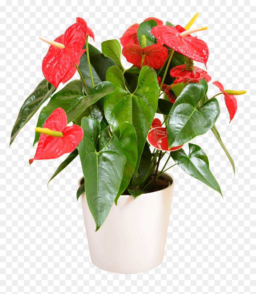 Air Purifying Plants Nz, HD Png Download - plant.png