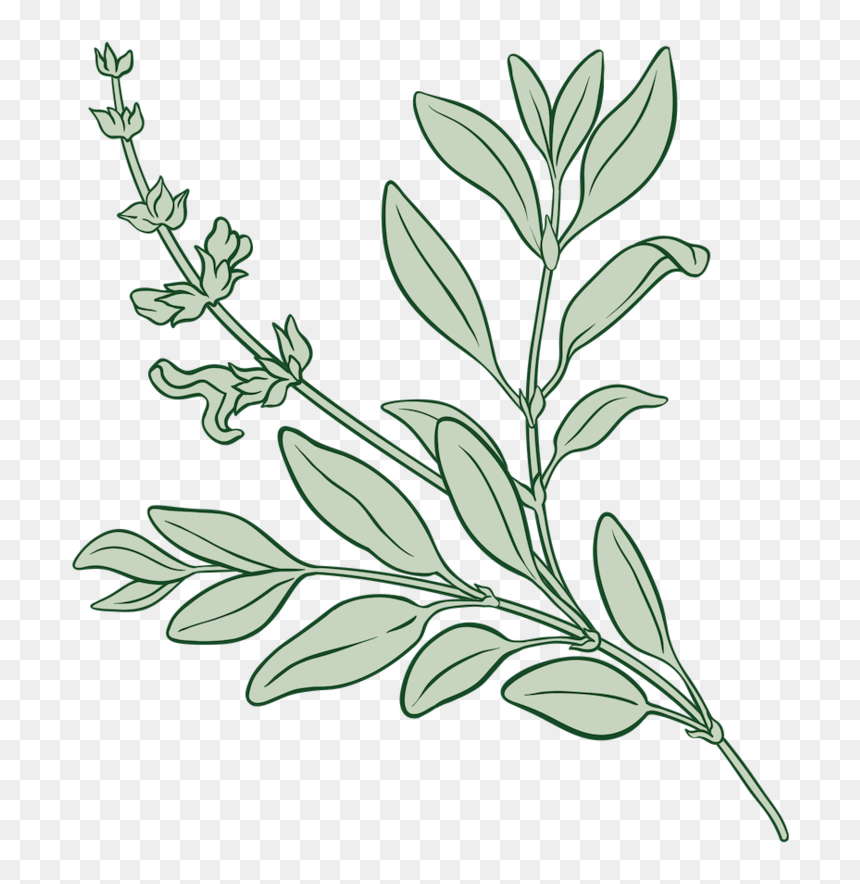 Plant.png, Transparent Png - plant.png