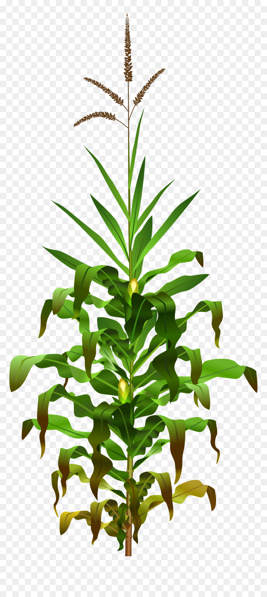 Corn Plant Png, Transparent Png - plant.png