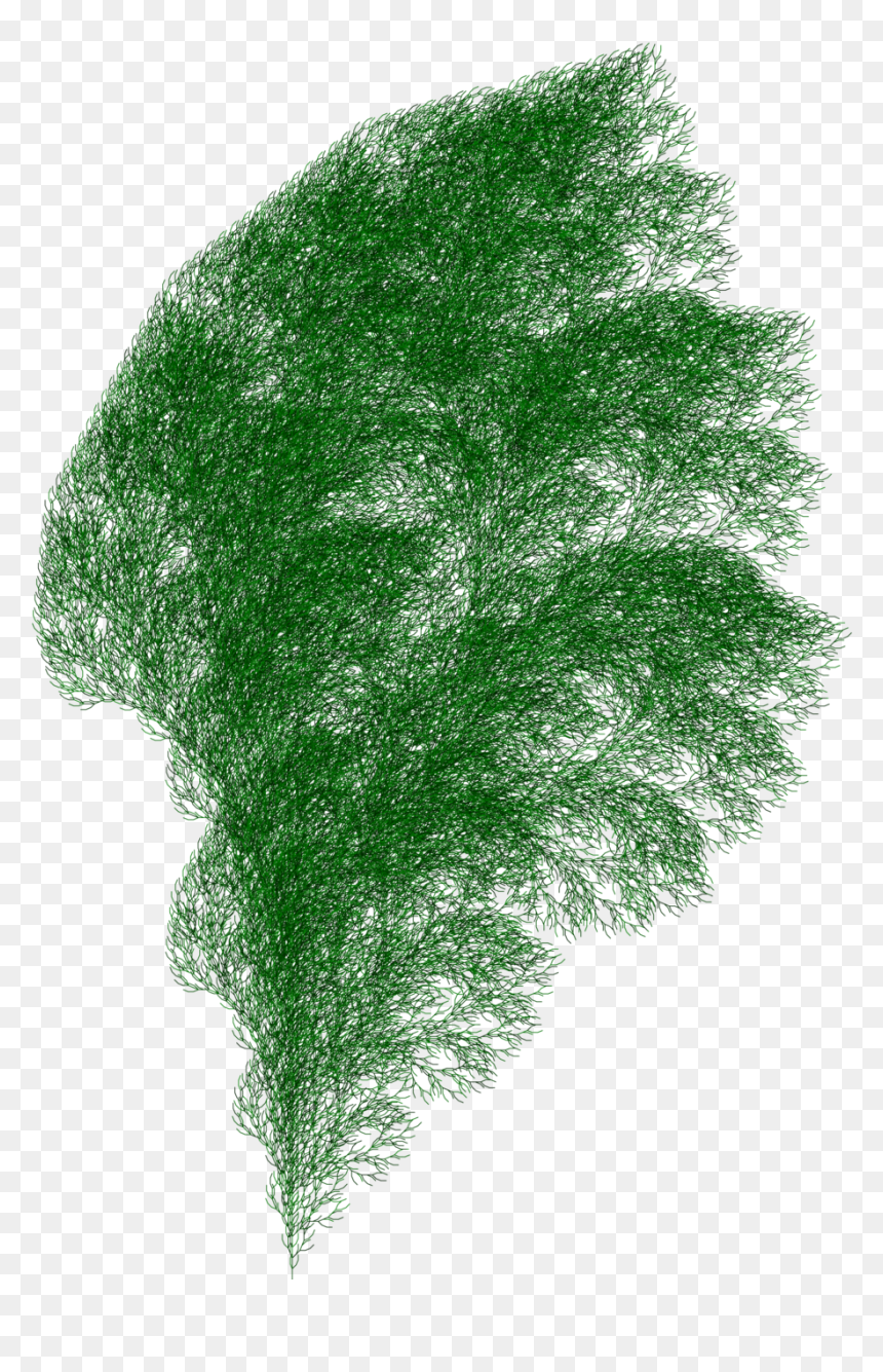 A Fractal Plant Generated Using Axiom F, Production - Drawing Of A Bush, HD Png Download - plants png transparent