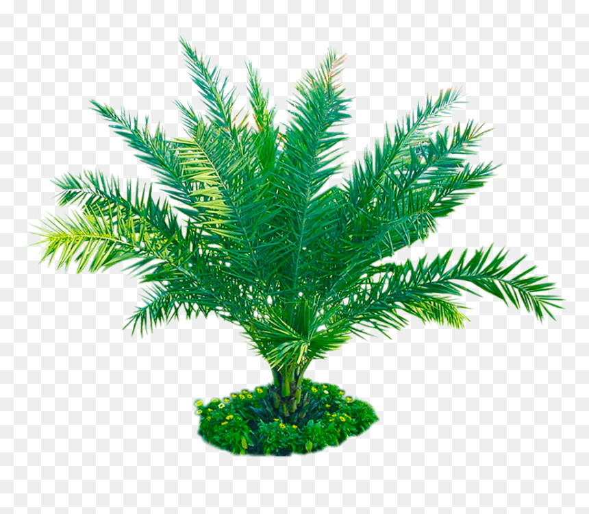 Attalea Speciosa, HD Png Download - plants png transparent