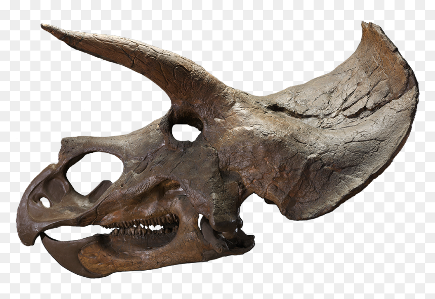 The Last American Dinosaurs - Triceratops Skull Transparent Background, HD Png Download - fossil png