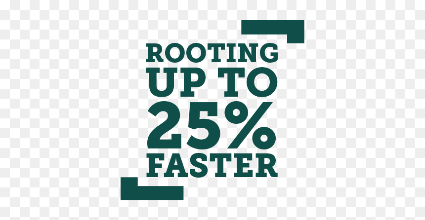 Abstrakt, HD Png Download - single banana tree plant png