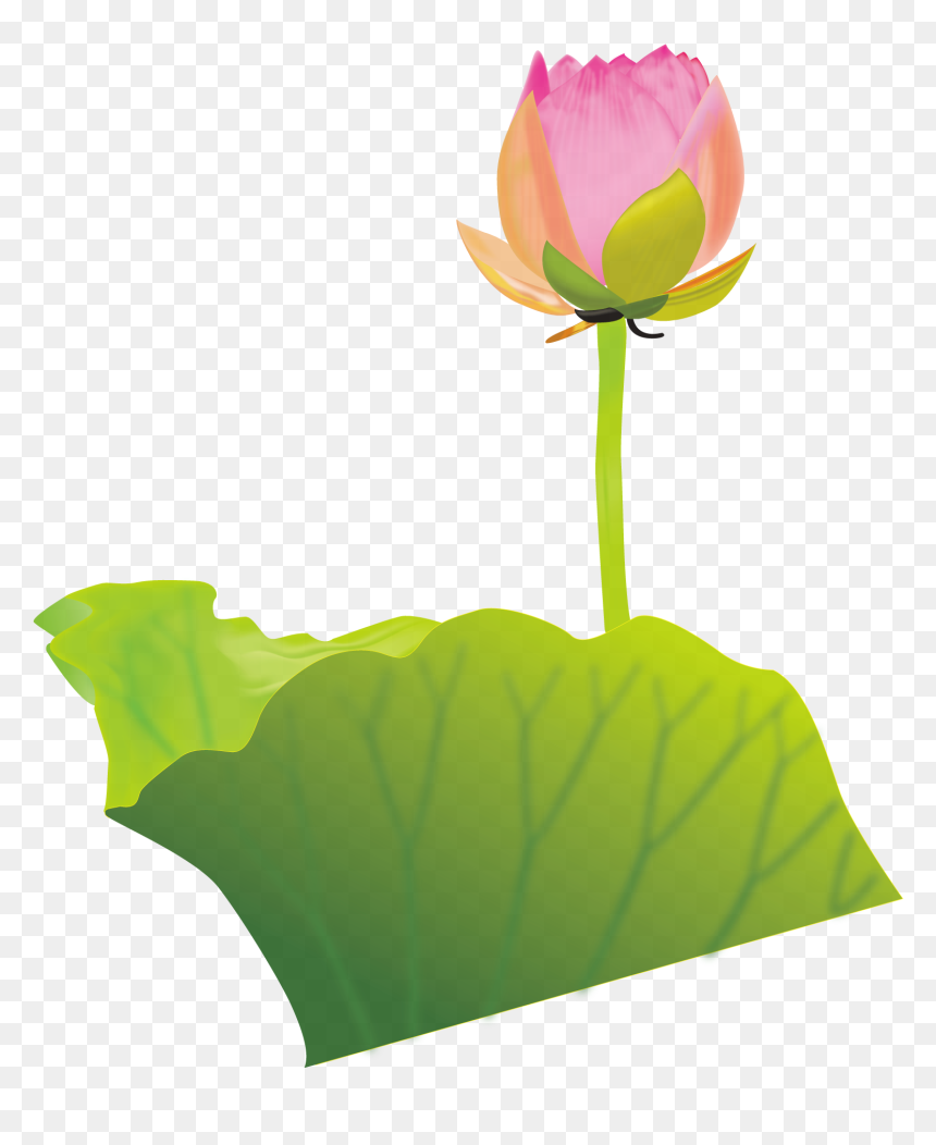 Lotus Clipart Australian Flower - Clip Art, HD Png Download - kamal flower png