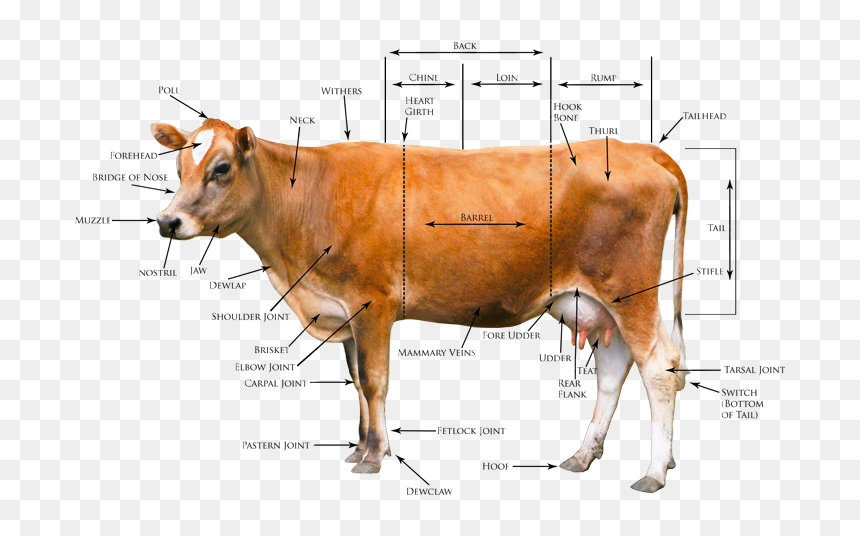 Parts Of Domestic Animals, HD Png Download - bakra png
