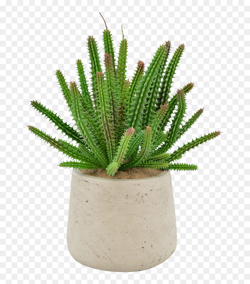 Euphorbia Succulent, HD Png Download - lady finger png