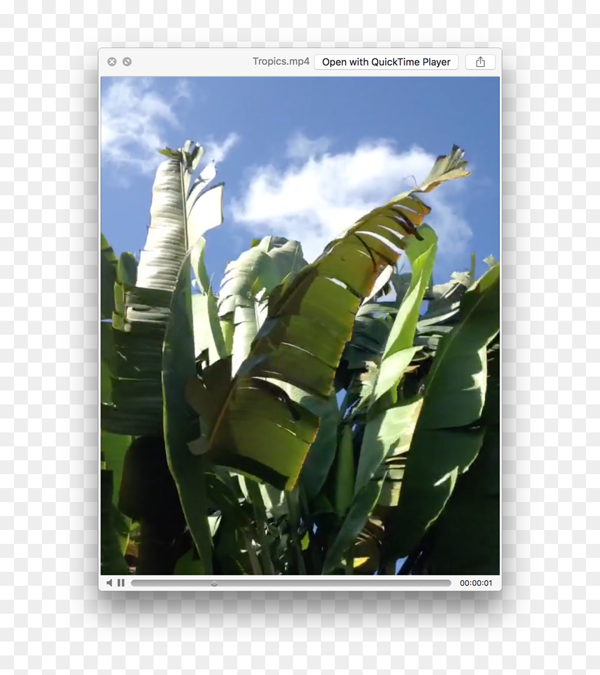 Plantation, HD Png Download - whole banana leaf png