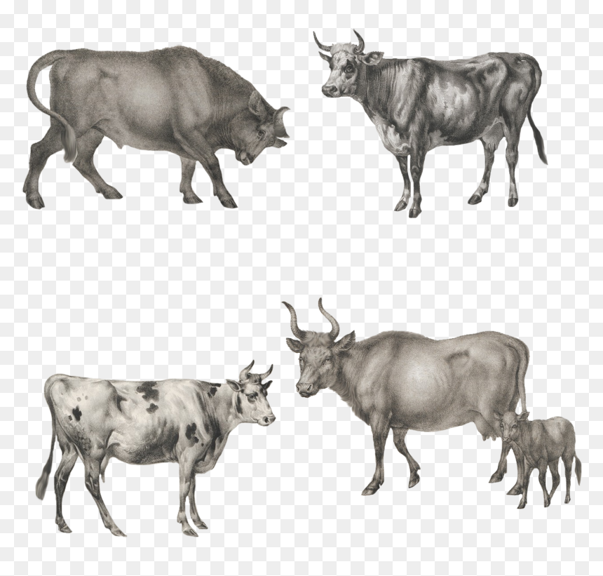 Ox Animal Png , Png Download - Cattle Pngs, Transparent Png - animal png images