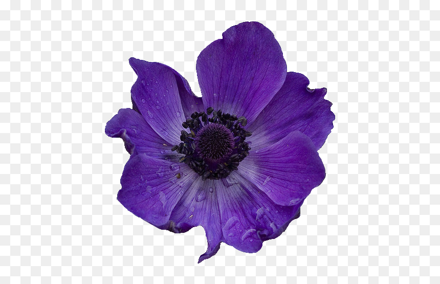 Purple Poppy Transparent, HD Png Download - welcome flower png