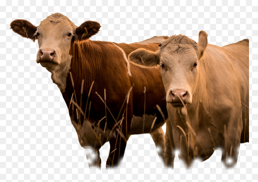 Livestock, HD Png Download - indian cow with calf png