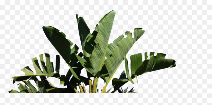 Palm - Strelitzia Nicolai Png, Transparent Png - whole banana leaf png