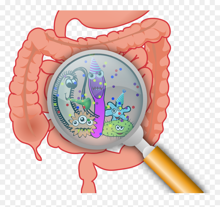 First Gut Bacteria May Have Lasting Effect On Ability - Intestine Gut Microbiota, HD Png Download - png new effect
