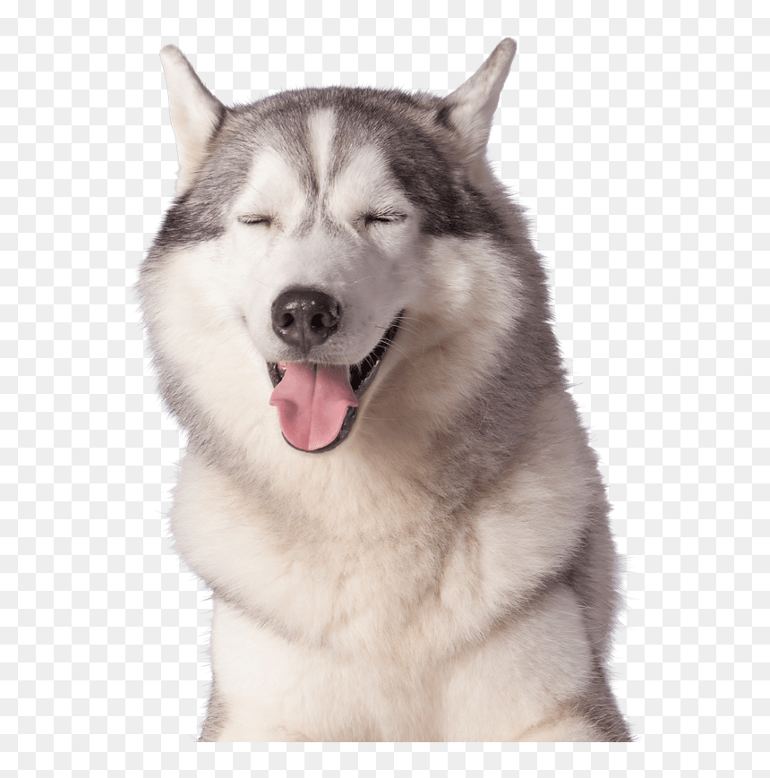 Animals - Sakhalin Husky, HD Png Download - animals png images