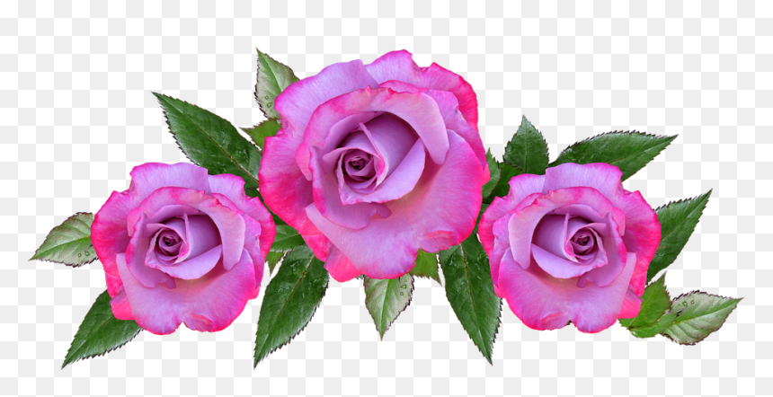 Rose, Flower, Floral, Petal, Anniversary - Saludos Por Dia De San Valentin, HD Png Download - rose flowers png images