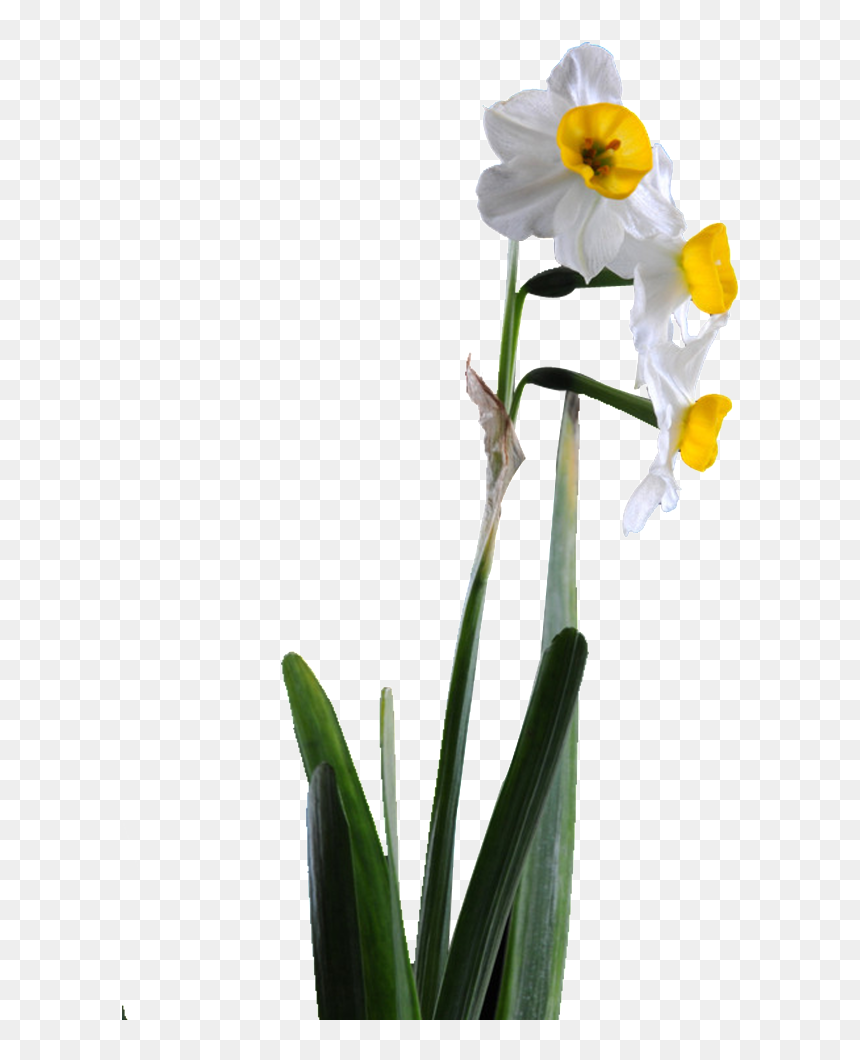 Beautiful Pink Flower Hd Png - Narcissus, Transparent Png - flower images hd png