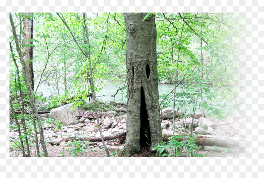 Old-growth Forest , Png Download - Old-growth Forest, Transparent Png - forest png images